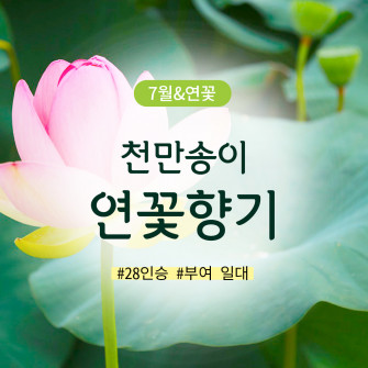 [7월&연꽃] 천만송이 연꽃향기