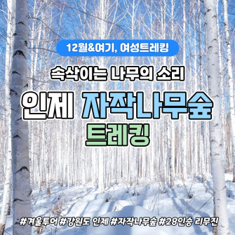 [12월 27일] 살랑살랑 숲속트레킹 - 인제 자작나무