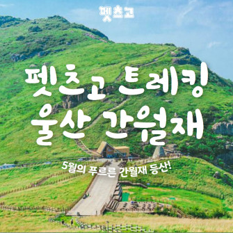 [펫츠고] 울산 간월재 트레킹